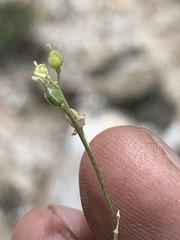Cusickiella douglasii