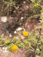 Vachellia pacensis