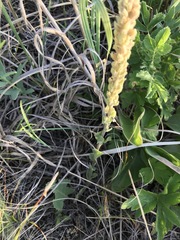 Veronica wyomingensis