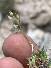 Cusickiella douglasii