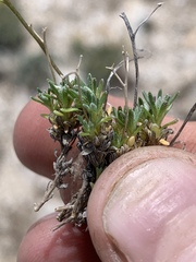 Cusickiella douglasii