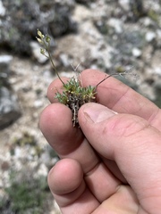 Cusickiella douglasii