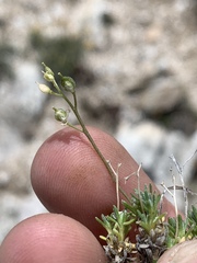 Cusickiella douglasii