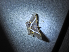 Chiasmia nora
