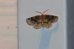 Metarranthis refractaria