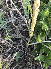 Veronica wyomingensis