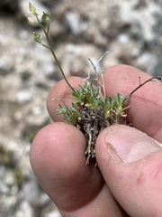 Cusickiella douglasii