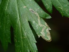 Phytomyza artemisivora