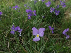 Viola bertolonii