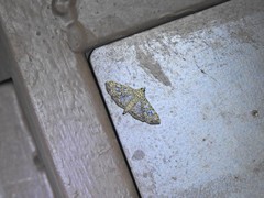 Glyphodes onychinalis