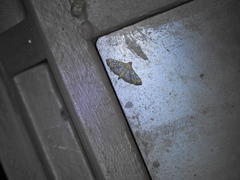 Glyphodes onychinalis