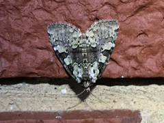 Leuconycta lepidula
