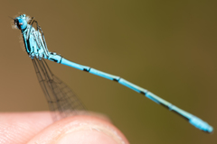 Coenagrion puella