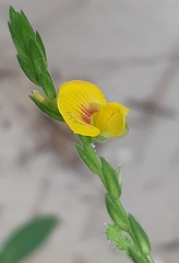 Zornia diphylla