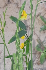 Zornia diphylla