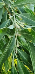 Elaeagnus angustifolia