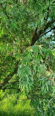 Elaeagnus angustifolia