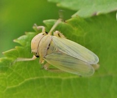 Athysanini