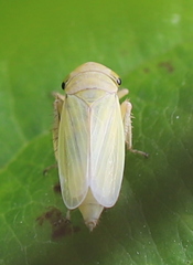 Athysanini