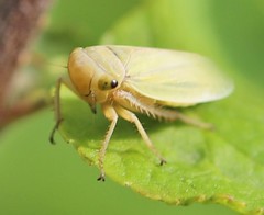 Athysanini