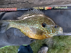 Lepomis gibbosus × macrochirus