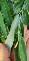 Elaeagnus angustifolia