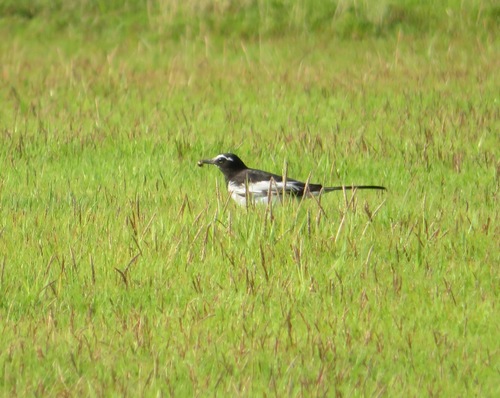 Japanese Wagtail (Motacilla grandis), photo 9