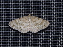 Catoria sublavaria