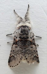 Furcula occidentalis