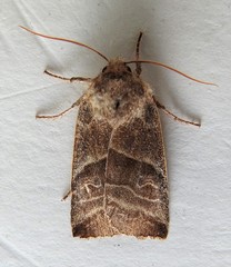 Eupsilia devia