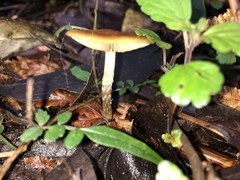 Galerina patagonica