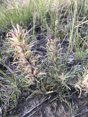 Castilleja sessiliflora