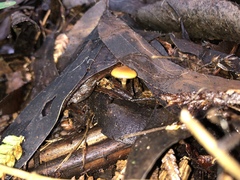 Galerina patagonica
