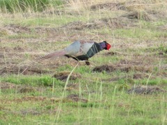 Phasianus versicolor
