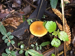 Galerina patagonica
