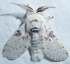 Furcula nivea