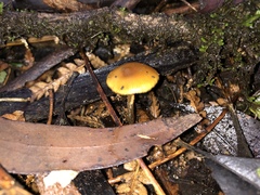 Galerina patagonica