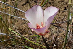 Calochortus simulans