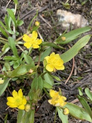 Ranunculus glaberrimus ellipticus