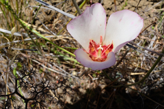 Calochortus simulans