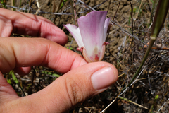 Calochortus simulans