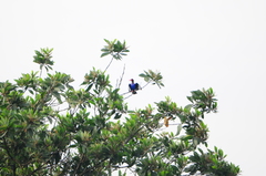 Halcyon cyanoventris