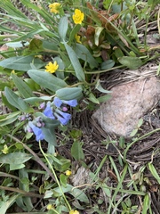 Mertensia oblongifolia