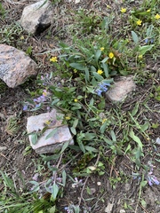 Mertensia oblongifolia