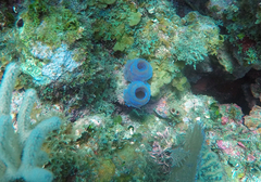 Callyspongia