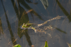 Pelophylax