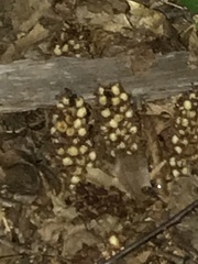 Conopholis americana