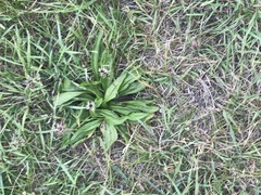 Plantago lanceolata