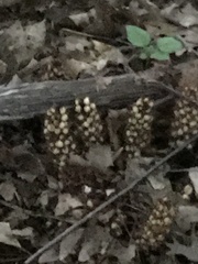 Conopholis americana