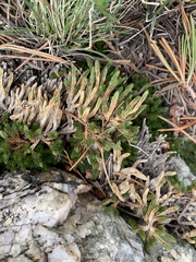 Selaginella watsonii